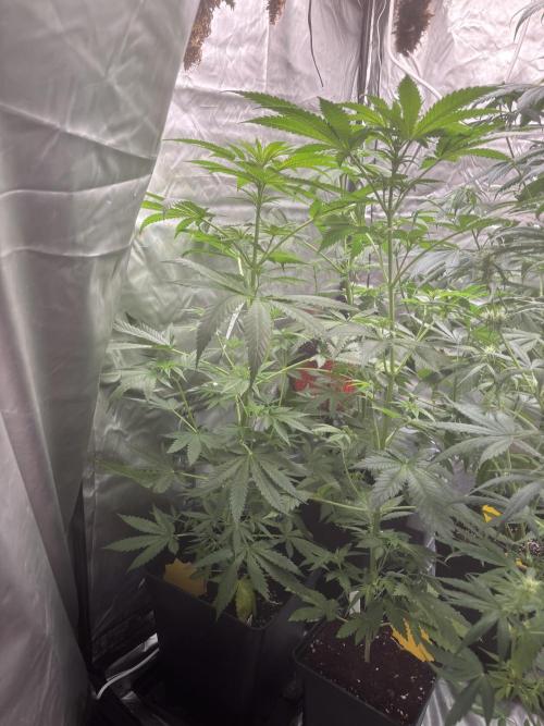 Popurrí de plantas. Week 7