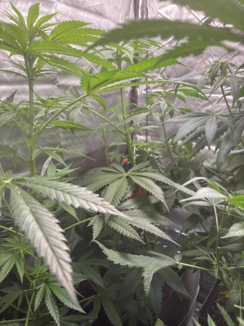 Popurrí de plantas. Week 7