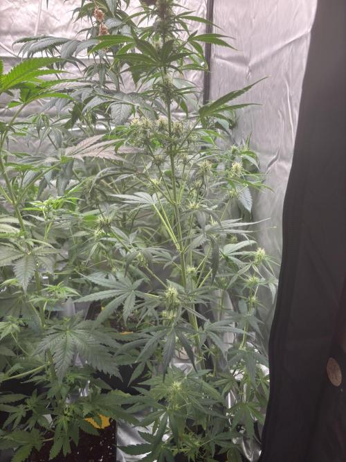 Popurrí de plantas. Week 7