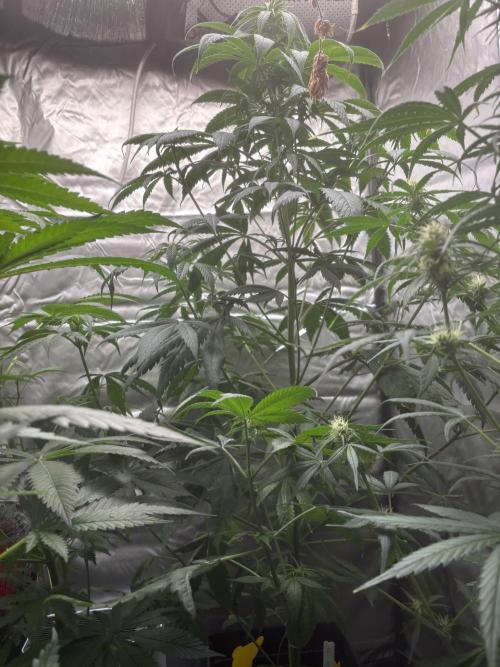 Popurrí de plantas. Week 7