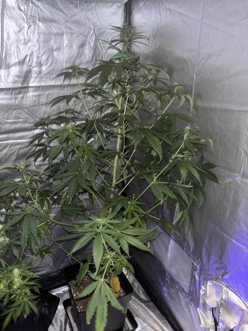 Popurrí de plantas. Week 8 - Red hot cookies