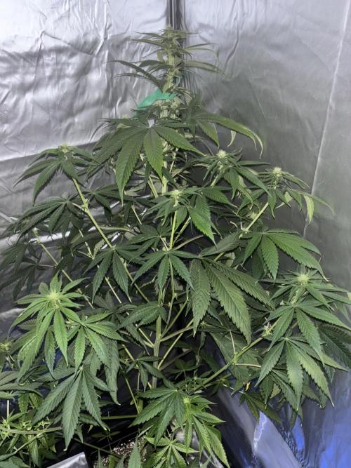 Popurrí de plantas. Week 8 - Red hot cookies