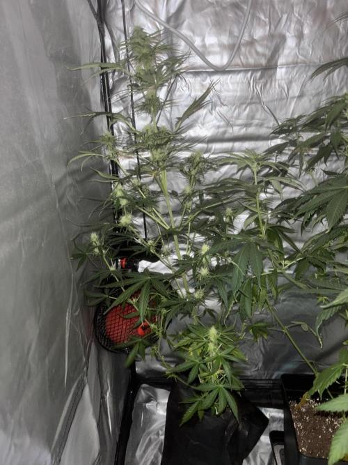 Popurrí de plantas. Week 8 - Northern lights