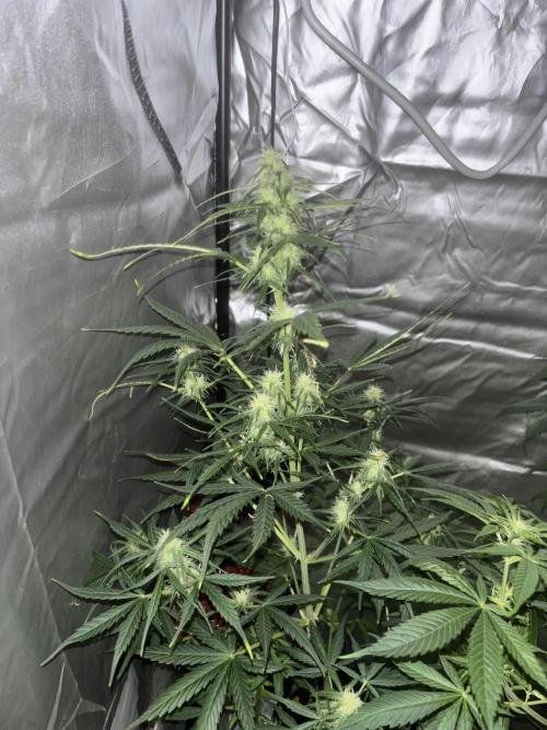 Popurrí de plantas. Week 8 - Northern Lights