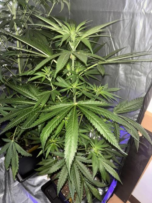 Popurrí de plantas. Week 8 - Green poison fast