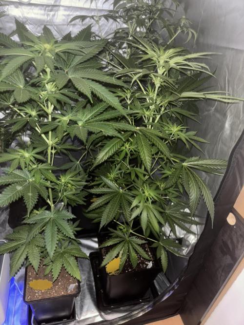 Popurrí de plantas. Week 8 - Green poison y green poison 