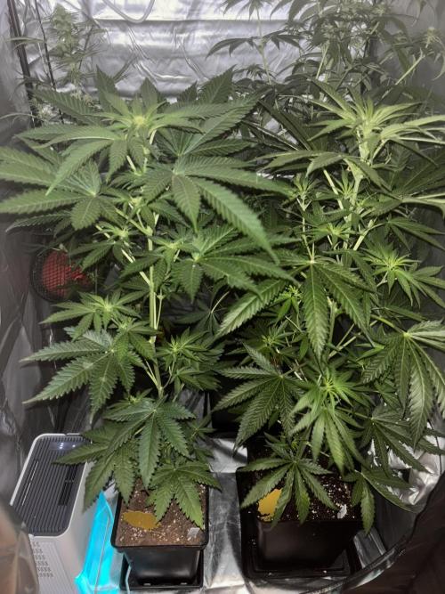 Popurrí de plantas. Week 8