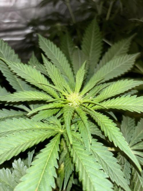 Popurrí de plantas. Week 8