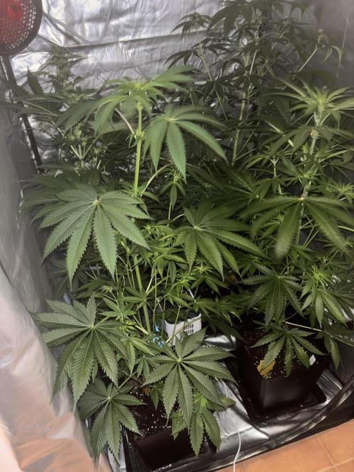 Popurrí de plantas. Week 8 - Jack la mota