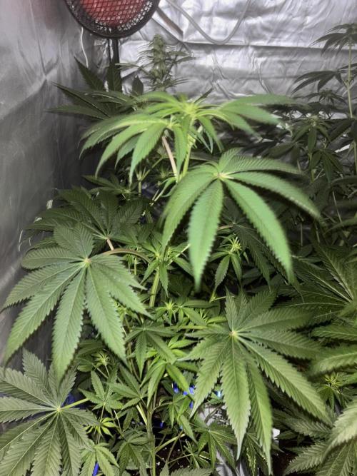 Popurrí de plantas. Week 8 - Jack la mota 