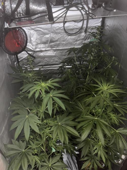 Popurrí de plantas. Week 8