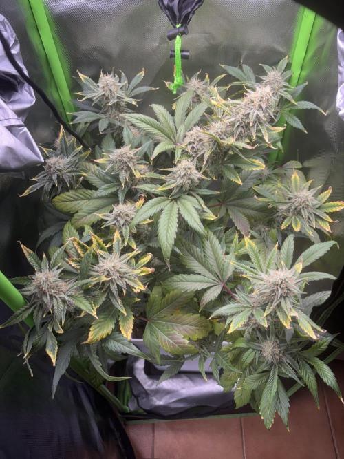 Popurrí de plantas. Week 8 - Sherbet auto (rqs)