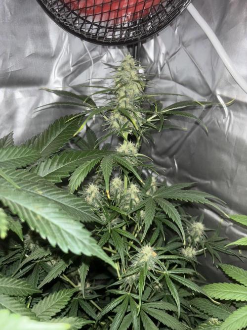 Popurrí de plantas. Week 9 - Northern Lights 