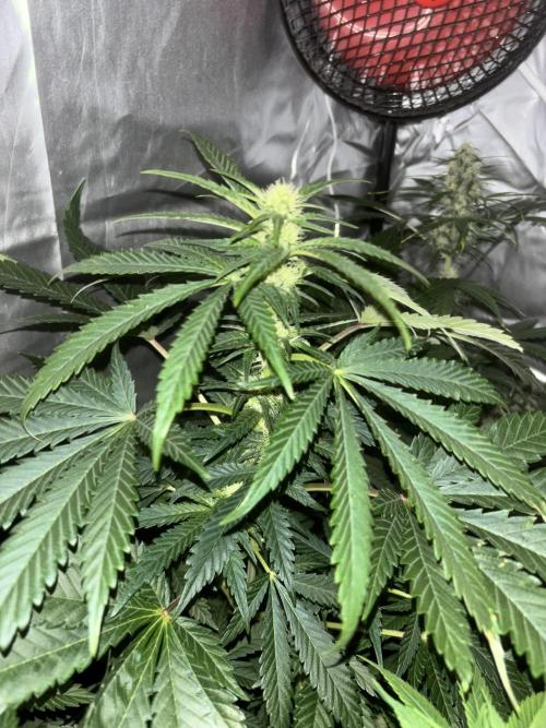 Popurrí de plantas. Week 9 - Jack la mota 