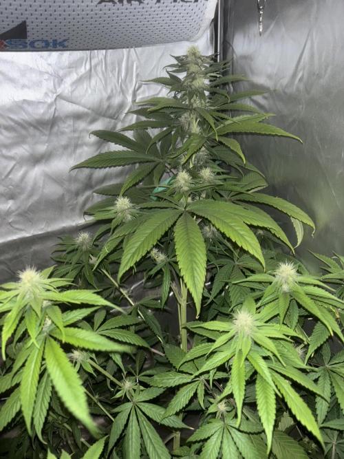 Popurrí de plantas. Week 9 - Red hot cookies 