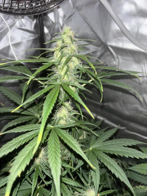 Popurrí de plantas. Week 9 - Northern Lights 