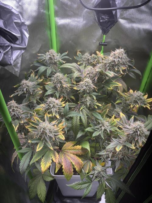 Popurrí de plantas. Week 9 - Sherbet auto 