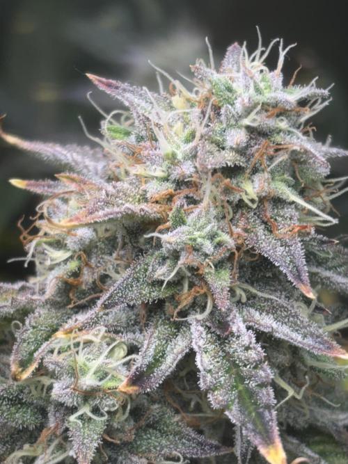 Popurrí de plantas. Week 9 - Sherbet auto 