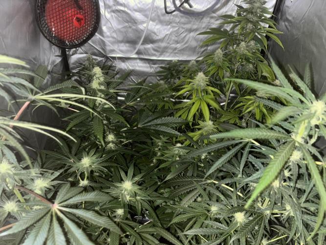 Popurrí de plantas. Week 10