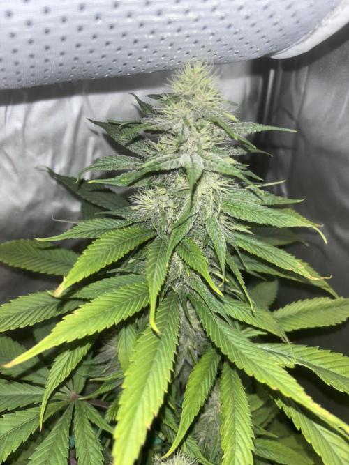 Popurrí de plantas. Week 10 - RHC