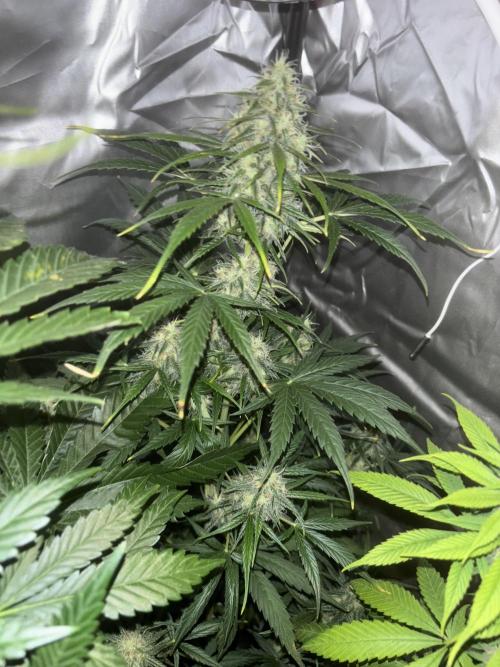 Popurrí de plantas. Week 10 - NL