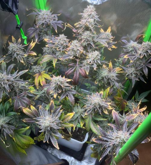 Popurrí de plantas. Week 10 - Sherbet auto 