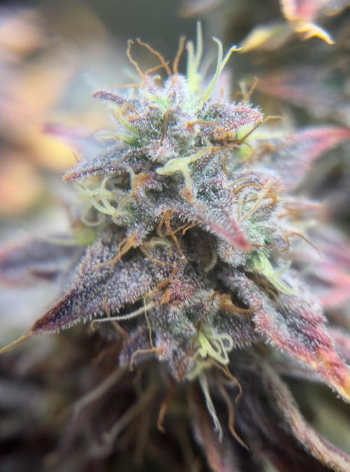 Popurrí de plantas. Week 10 - Sherbet auto