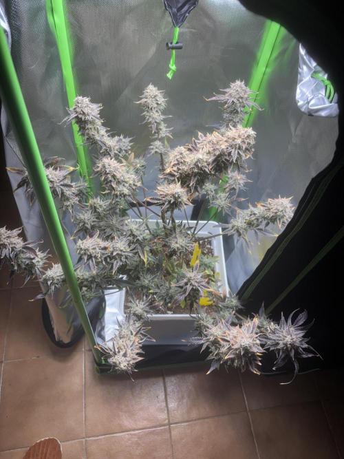 Popurrí de plantas. Week 10