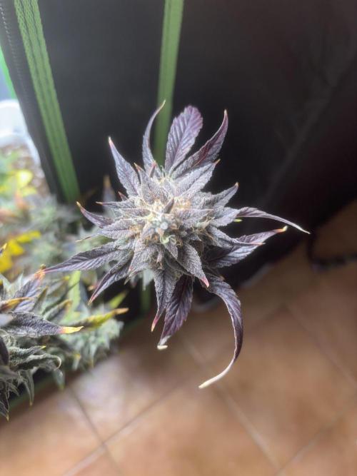 Popurrí de plantas. Week 10