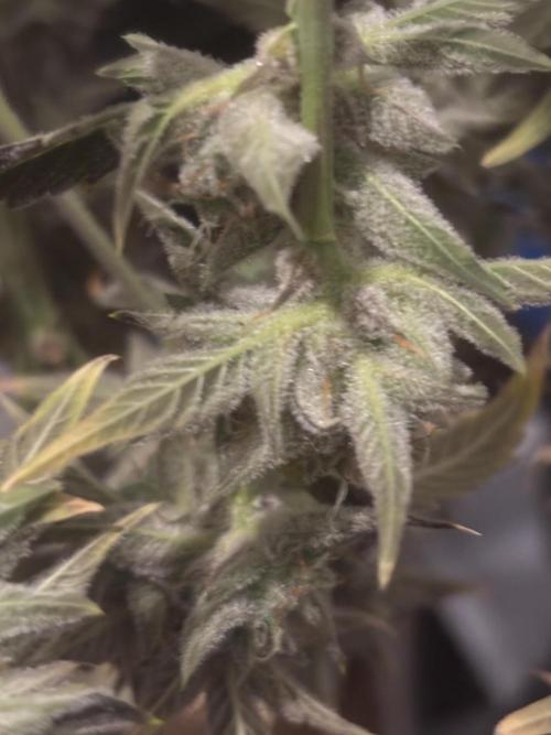 Popurrí de plantas. Week 10