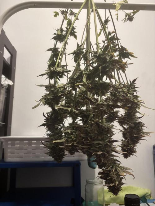 Popurrí de plantas. Week 10