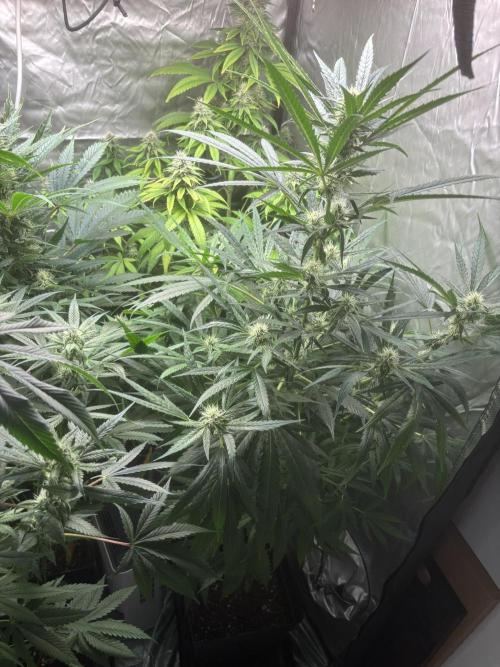 Popurrí de plantas. Week 11 - Green P