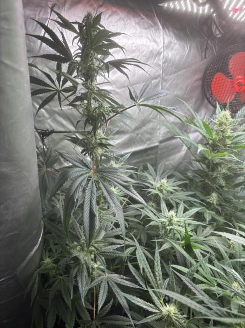 Popurrí de plantas. Week 11 - Jack la mota