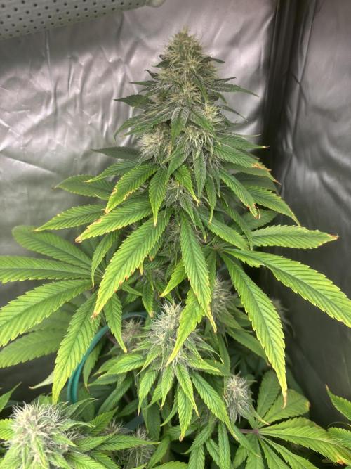 Popurrí de plantas. Week 11 - Red hot cookies 