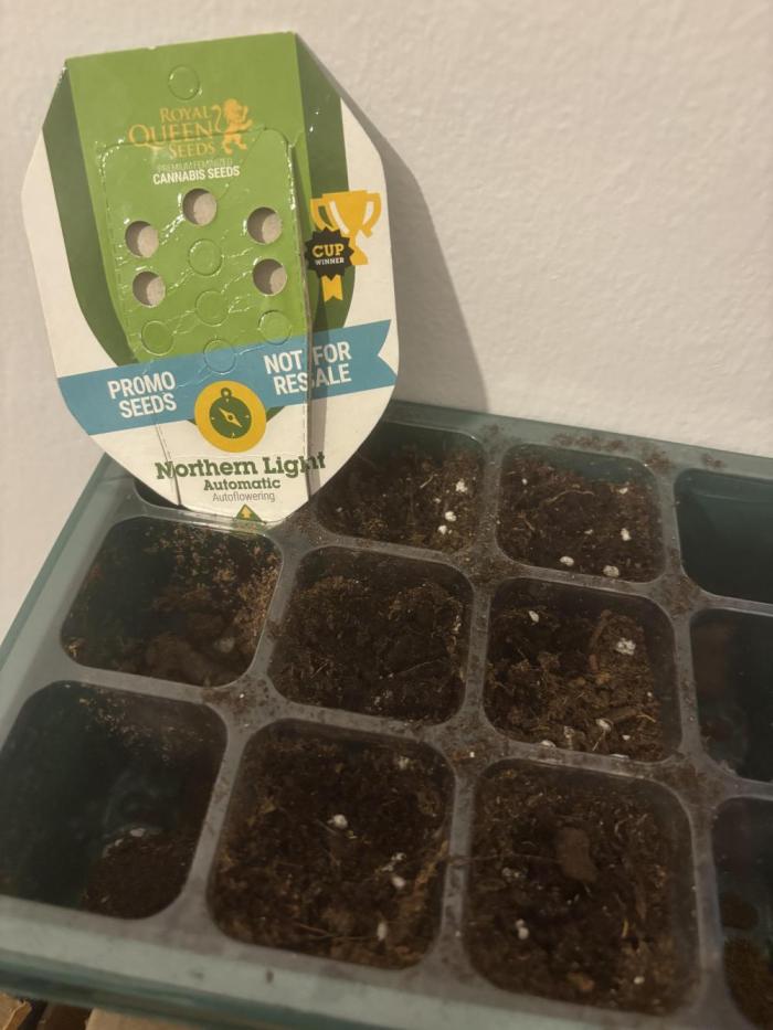 Northern lights auto. Week 0