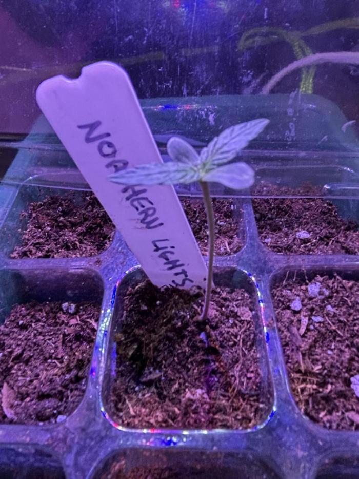 Northern lights auto. Week 1