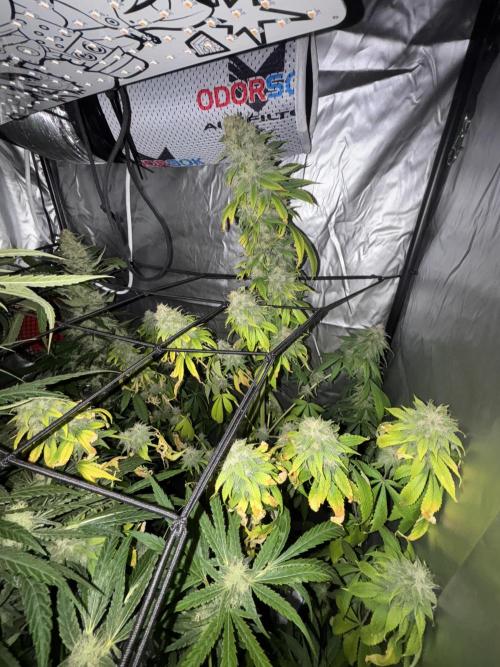 Popurrí de plantas. Week 12 - Red hot cookies 