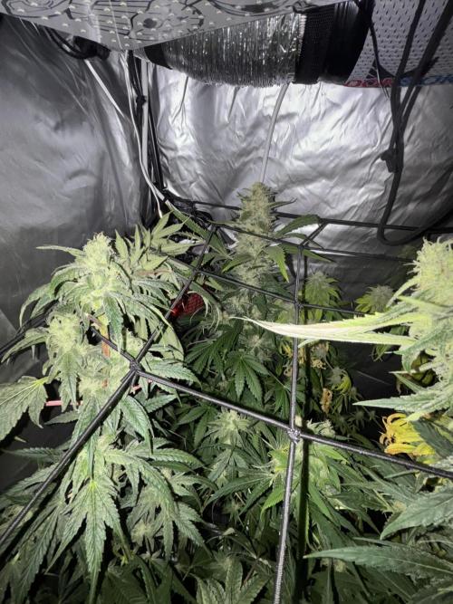 Popurrí de plantas. Week 12 - Green poison y jack la mota 