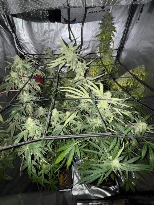 Popurrí de plantas. Week 12