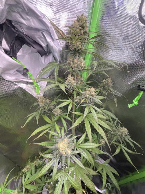 Popurrí de plantas. Week 12 - Northern Lights 