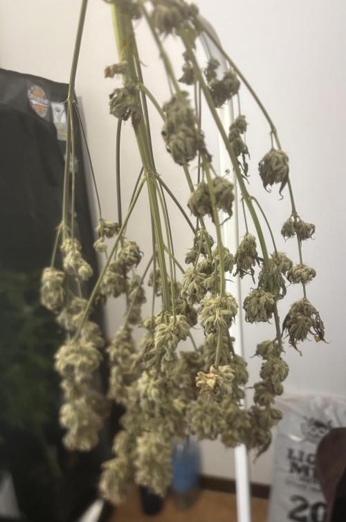 Popurrí de plantas. Week 12 - Sherbet auto - rqs 
8 días secado