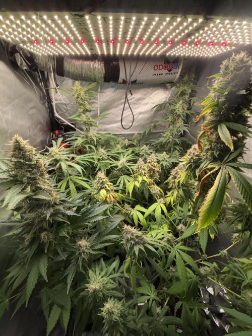 Popurrí de plantas. Week 13