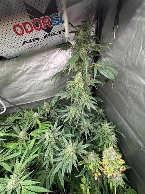 Popurrí de plantas. Week 13 - Jack