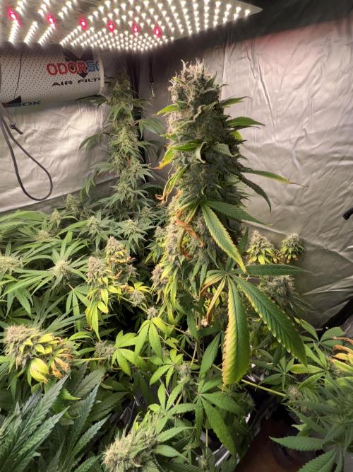 Popurrí de plantas. Week 13 -  lavado raices red hot cookies 