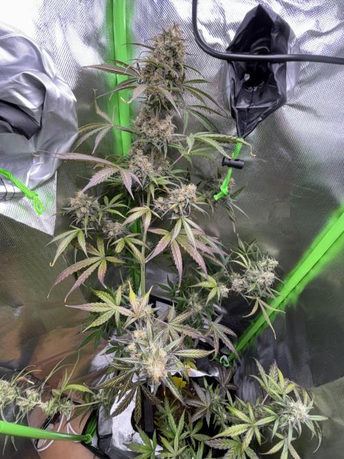 Popurrí de plantas. Week 13 - Northern lights pendiente de Corte 