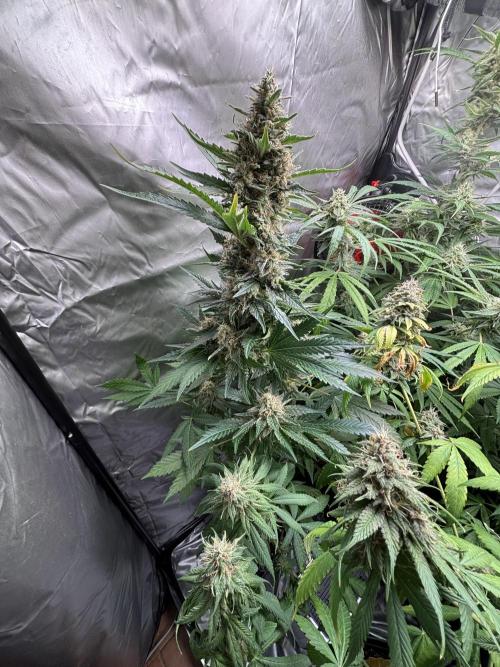 Popurrí de plantas. Week 13 - Green poison Fast

