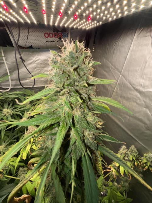 Popurrí de plantas. Week 13 - Red hot