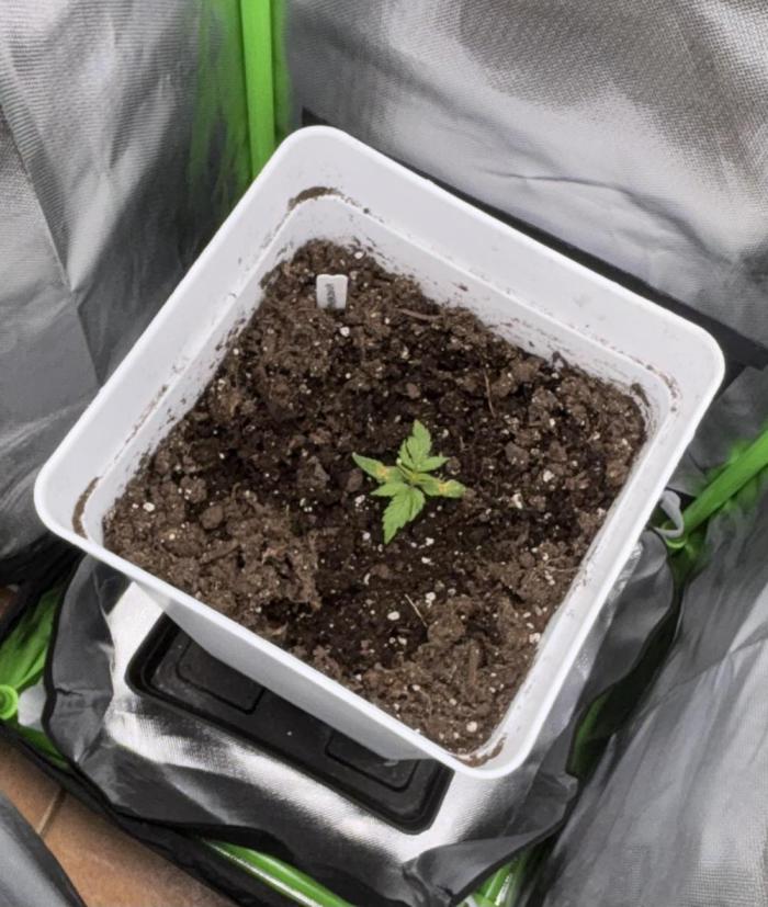 Northern lights auto. Week 3 - Durante un par de dias las luces estuvieron apagadas porque se me fue la olla. 