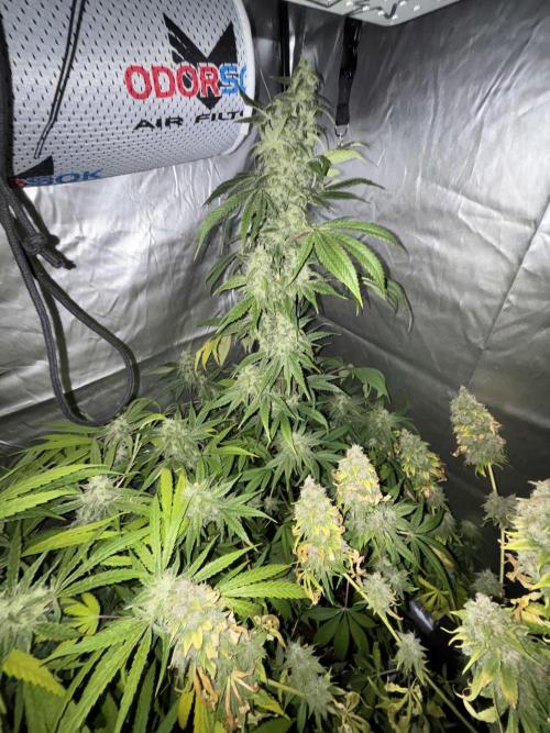 Popurrí de plantas. Week 14 - Jack la mota