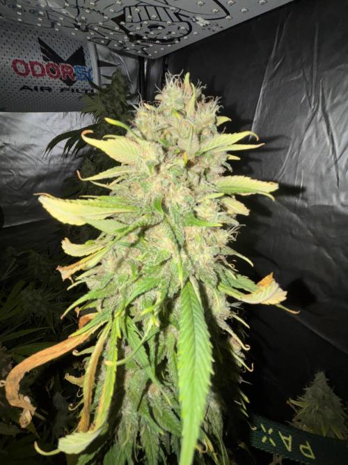 Popurrí de plantas. Week 14 - Red hot cookie 